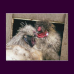 Snuggling Silkie Chickens Hens - Poultry