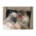Snuggling Silkie Chickens Hens - Poultry postcards
