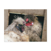 Snuggling Silkie Chickens Hens - Poultry postcards
