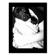 Snuggly puppy in towel postcard