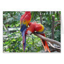 So funny - macaw cards