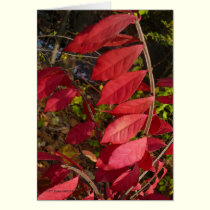 So Red the Leaves cards by MoiraAshleigh So Red the Leaves cards