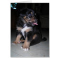 So There! Puppy raspberry cards