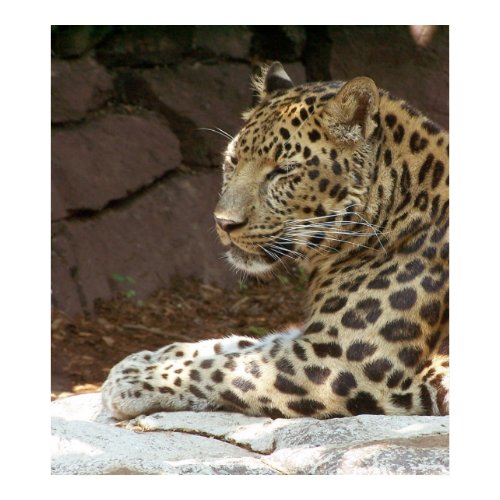 Soaking Up The Last of the Sun... print