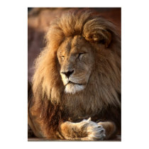 Soaking Up the Sun, King of the Jungle Lion I posters by beverlytazangel Soaking Up the Sun, King of the Jungle Lion I posters