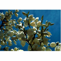 Soaptree yucca photo sculptures by animalpark Soaptree yucca photo sculptures