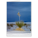 Soaptree Yucca Plant cards by HLBeach Soaptree Yucca Plant cards
