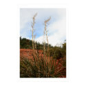 Soaptree Yucca posters by moonrisings Soaptree Yucca posters