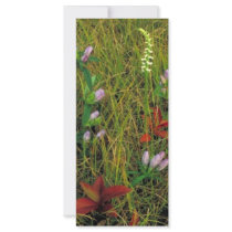 Soapwort gentian and Nodding ladies tresses rack cards