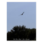 Soar Like an Eagle Postcards