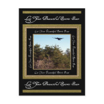 Soar Postcard