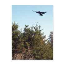 Soar Postcard by CreatureCreations Soar Postcard