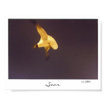 Soar posters by JLWinther Soar posters