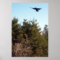 Soar Poster