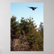 Soar Poster