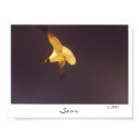 Soar posters by JLWinther Soar posters