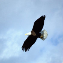 Soaring Eagle sculpture photo sculptures