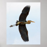 Soaring Great Blue Heron posters