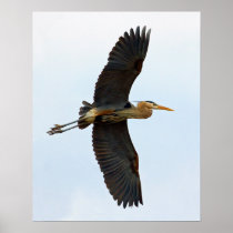 Soaring Great Blue Heron Print