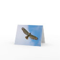 Soaring Hawk Note Card by cathyfitzgerald Soaring Hawk Note Card