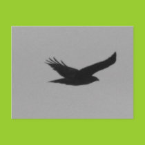 Soaring Hawk Postcard postcards