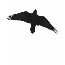 Soaring Raven Gifts t-shirts by HANDPRINTS Soaring Raven Gifts t-shirts