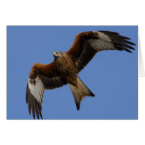 Soaring Red Kite Card
