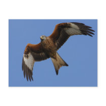 Soaring Red Kite Postcards