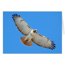 Soaring Red-Tailed Hawk Card