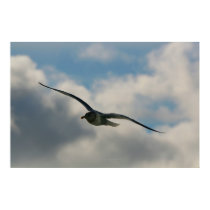 Soaring Seagull posters