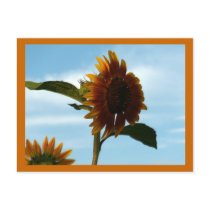 Soaring Sunflower Post Card