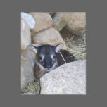 Soay Lamb canvas prints