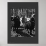 SOAY X RAMS POSTER