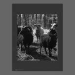 SOAY X RAMS posters