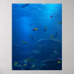 SobluMuca Poster