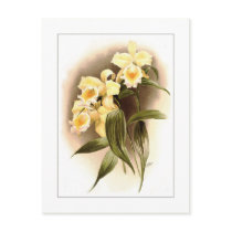 Sobralia xantholeuca postcards