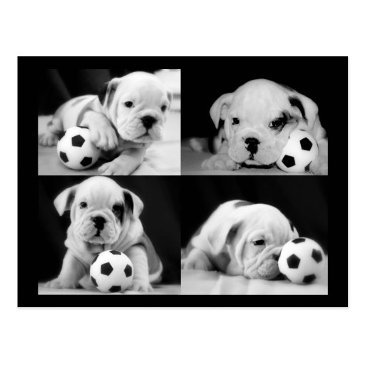 "Soccer Puppies" English Bulldog Collage Postcards