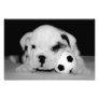 "Soccer Puppy" English Bulldog