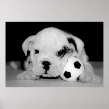 "Soccer Puppy" English Bulldog Posters