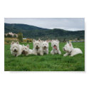 Soccer Westies posters