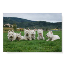 Soccer Westies posters