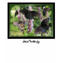 Social Butterfly ~ T-shirt