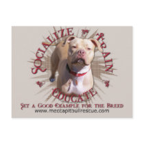 Socialize Train Educate Pitbull Post Cards
