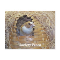 SOCIETY FINCH POSTCARD by KABSANNIE SOCIETY FINCH POSTCARD