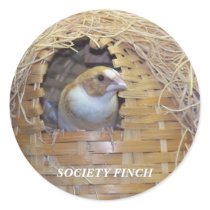 SOCIETY FINCH STICKER by KABSANNIE SOCIETY FINCH STICKER