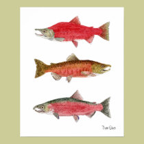 Sockeye,Chinook,Coho Salmon posters