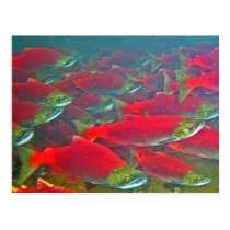 Sockeye Salmon Spawning Run postcards