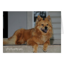 Socks a chow mix rescued dog greeting card
