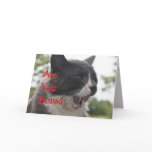 Socks Kitty Yawning-customize Greeting Card