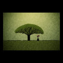 Socotra